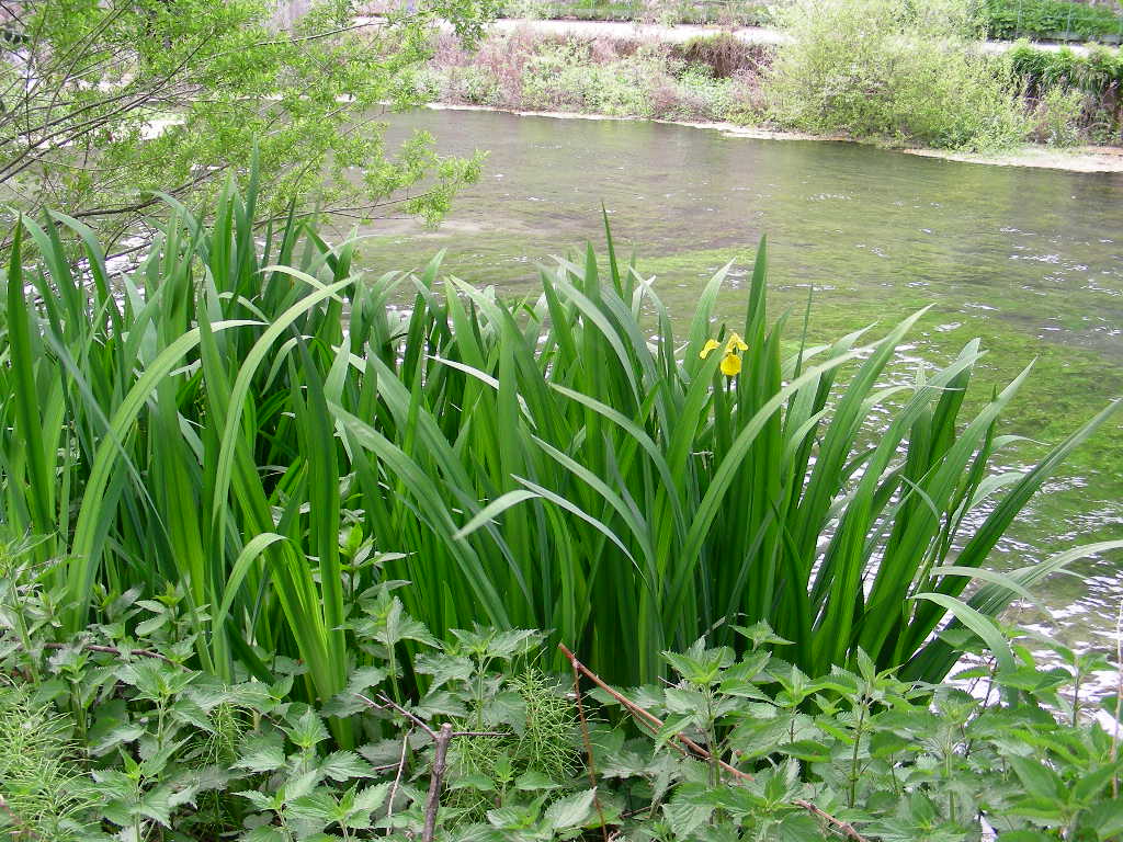 Limniris  (=Iris ) pseudacorus / Giaggiolo acquatico